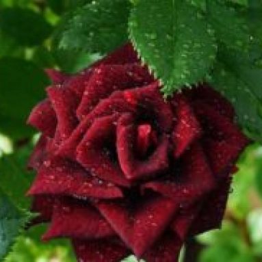 Роза чайно-гибридная черная магия (блэк мэджик) и её виды