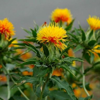 Сафлор красильный: что это такое и выращивание