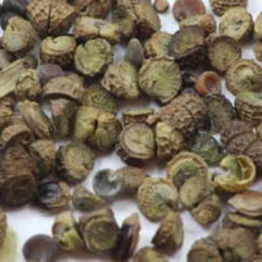 Мальва многолетняя: виды и фото цветов, размножение, посадка и уход