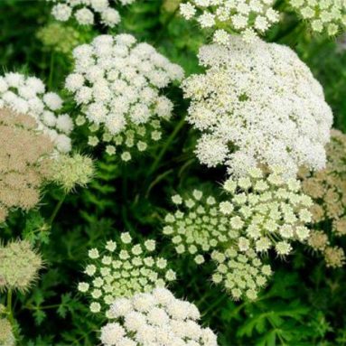 Применяем лечебную траву любисток правильно: рецепты здоровья