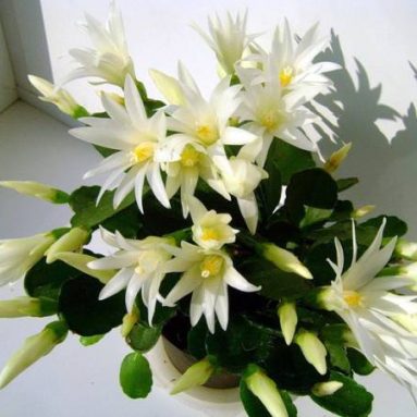 Цветок декабрист: размножение, разновидности с фото и особенности ухода