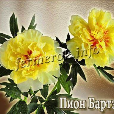 Пион Ито-гибрид Бартзелла: фото цветов и особенности bartzella