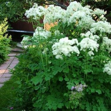 Василистник: разновидности с фото, особенности посадки и ухода