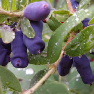 Уход за жимолостью осенью и подготовка растения к зиме