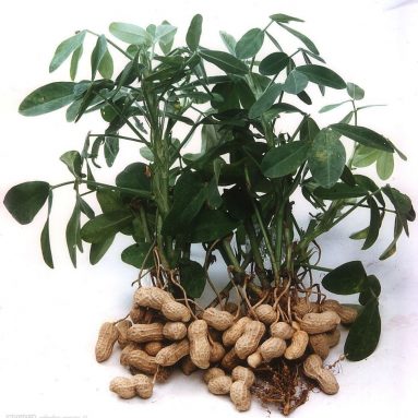 Польза и вред арахиса