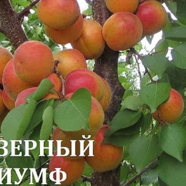 Абрикос Триумф Северный — знакомимся с сортом