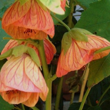 Выращивание абутилона из семян в домашних условиях