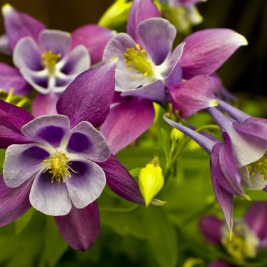Волшебная аквилегия из семян на подоконнике: просто, быстро, дёшево!