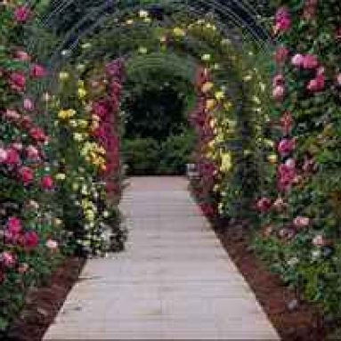 Сооружение красивой садовой аллеи