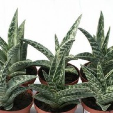 Алоэ вера: выращивание растения в домашних условиях