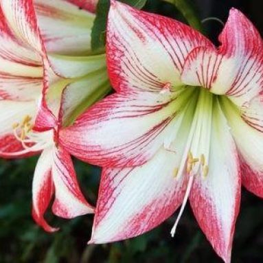 Различия амариллиса и гиппеаструма, фото этих цветов