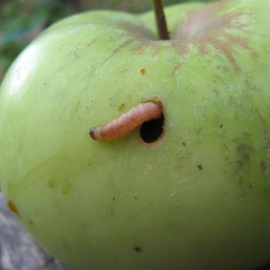 Как бороться с плодожоркой фруктовых деревьев