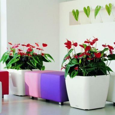 Напольные цветы, которые привлекают внимание каждого, кто их видит