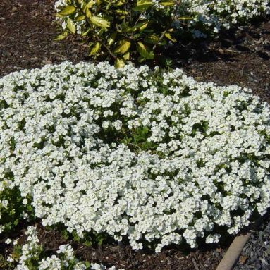 Посадка и уход за арабисом в открытом грунте: сорта цветочного ковра в вашем саду