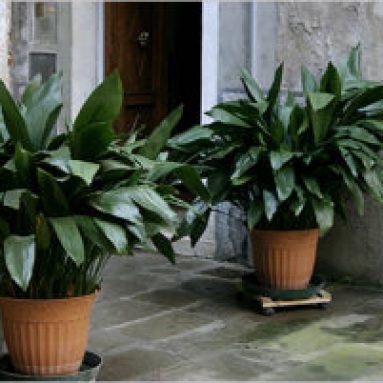 Неприхотливая аспидистра: фото, виды, уход в домашних условиях