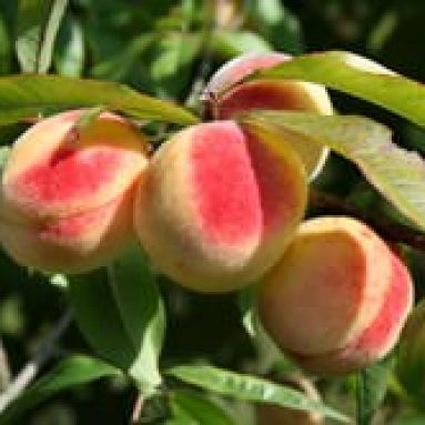 Персик: многообразие сортов и принципы выращивания