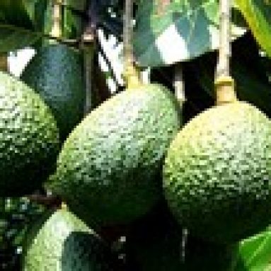 Как сделать кокедаму своими руками — упрощенный вариант бонсай