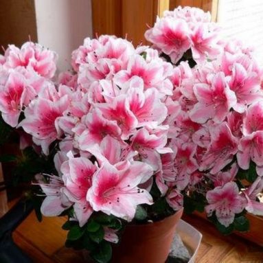 Комнатный цветок азалия: выращивание и уход в домашних условиях