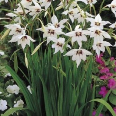 Посадка и уход за ацидантерой в открытом грунте: сорта, фото