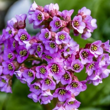 Уникальный целитель бадан: уход, посадка и фото цветка