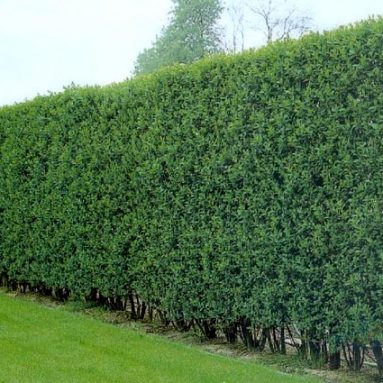 Посадка и уход за бирючиной обыкновенной: описание, фото изгороди