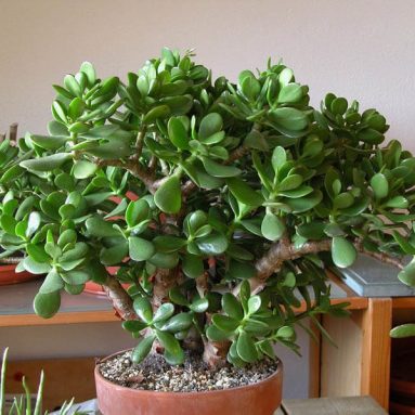 3 способа подкормить денежное дерево яичной скорлупой