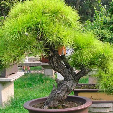 Мудрость японских монахов для твоего вдохновения [лучшие растения для бонсай]