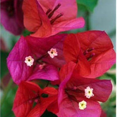 Бугенвиллия: яркие краски в вашем доме практически круглый год