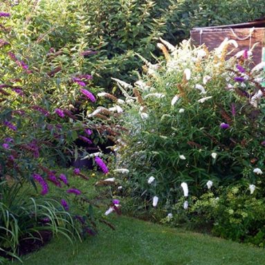 Будлея: посадка в открытый грунт и особенности ухода