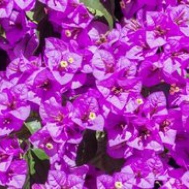 Уход за бугенвиллией в домашних условиях