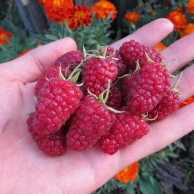 Лучшие сорта ремонтантной малины [Фото, Описание, Уход] ❤ 2019