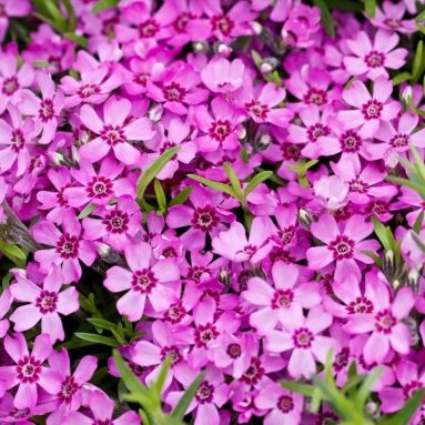 Флокс шиловидный (Сорта, Фото цветов) 🌸 Посадка и уход [2019]