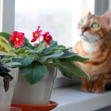 Узамбарская фиалка с одного листочка