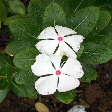 Выращивание катарантуса из семян в домашних условиях