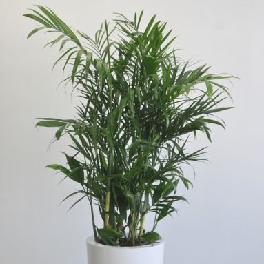 Хамедорея элеганс — посадка и уход за изящной пальмой в домашних условиях