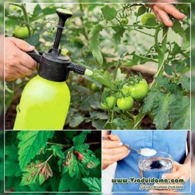 8 недорогих аптечных подкормок для домашних растений