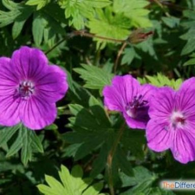 Пеларгония и герань: разница между растениями