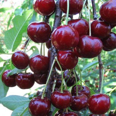 Лучшие сорта черешни для Подмосковья: посадка, уход и фото