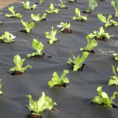 Укрывной материал для грядок