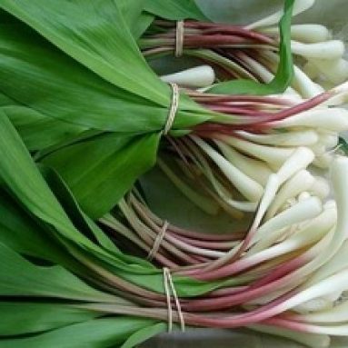 Черемша — это дикий лук или чеснок?