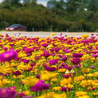 Циния: виды, сорта, названия с фото и описанием