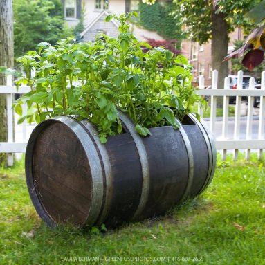 Удиви соседа оригинальным методом выращивания картофеля