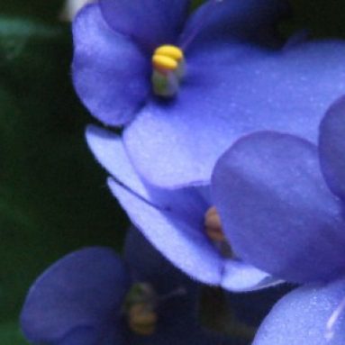 Уход и размножение циперуса в домашних условиях