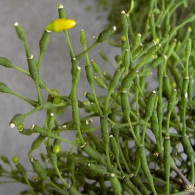 Рипсалис: уход в домашних условиях и его фото