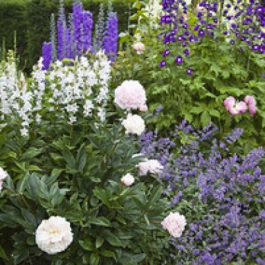 Создание клумбы непрерывного цветения из многолетников