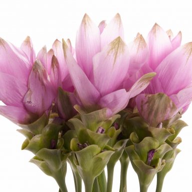 Куркума — это не только пряность, но и удивительный комнатный цветок