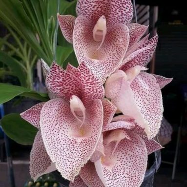 5 причин плохого роста домашних растений