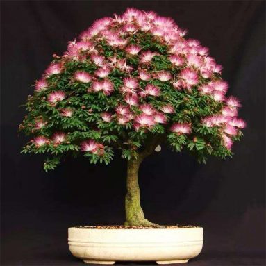 Сад в кружке?! Такое возможно ☯ секреты древней техники бонсай ☯