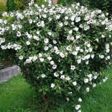 Цветок гибискус: выращивание, уход и фото