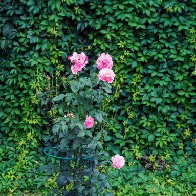 Полиантовая роза — особенности сорта и ухода за ним?